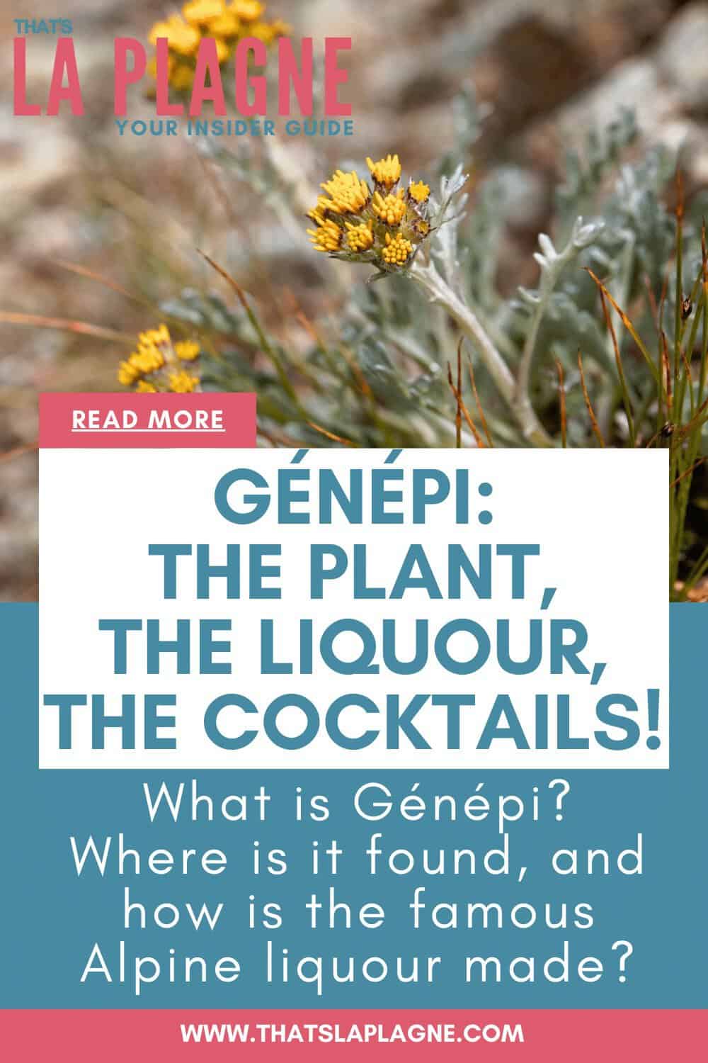 When to find French Génépi in La Plagne