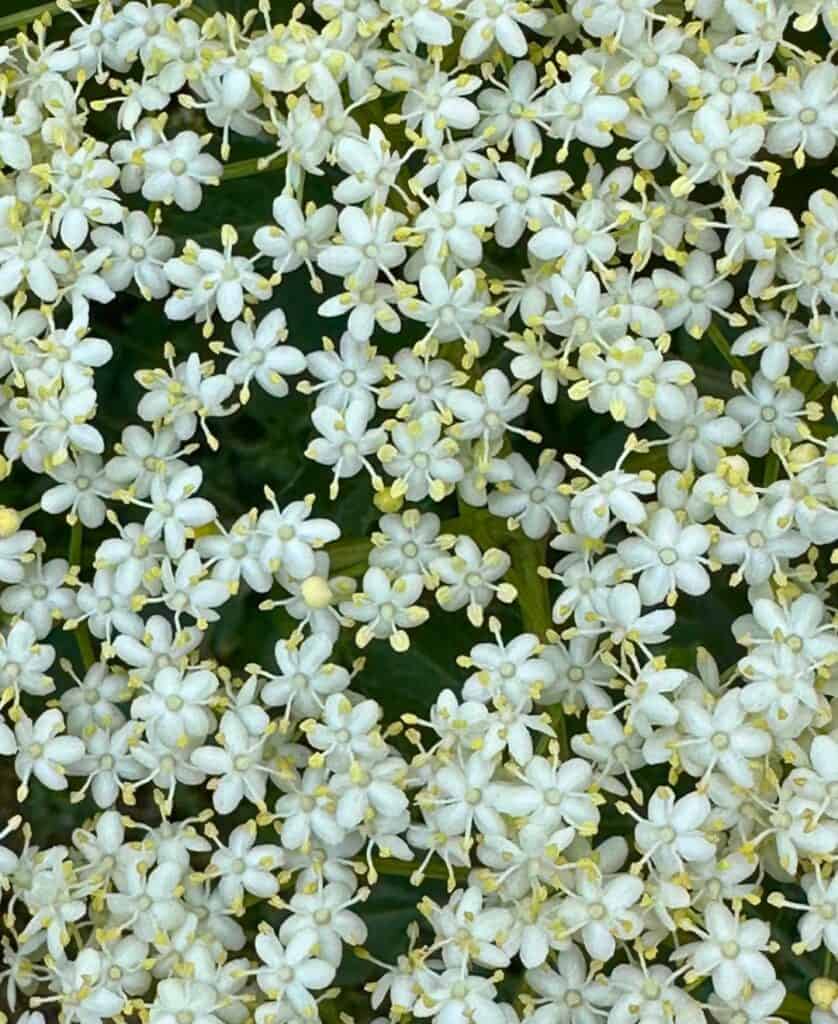 la plagne elderflower recipes. traditional French recipes