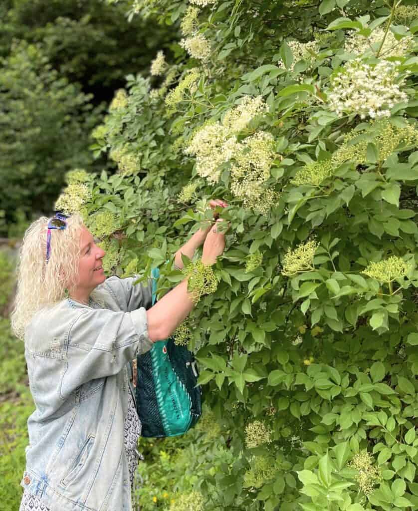 la plagne elderflower recipes. traditional French recipes