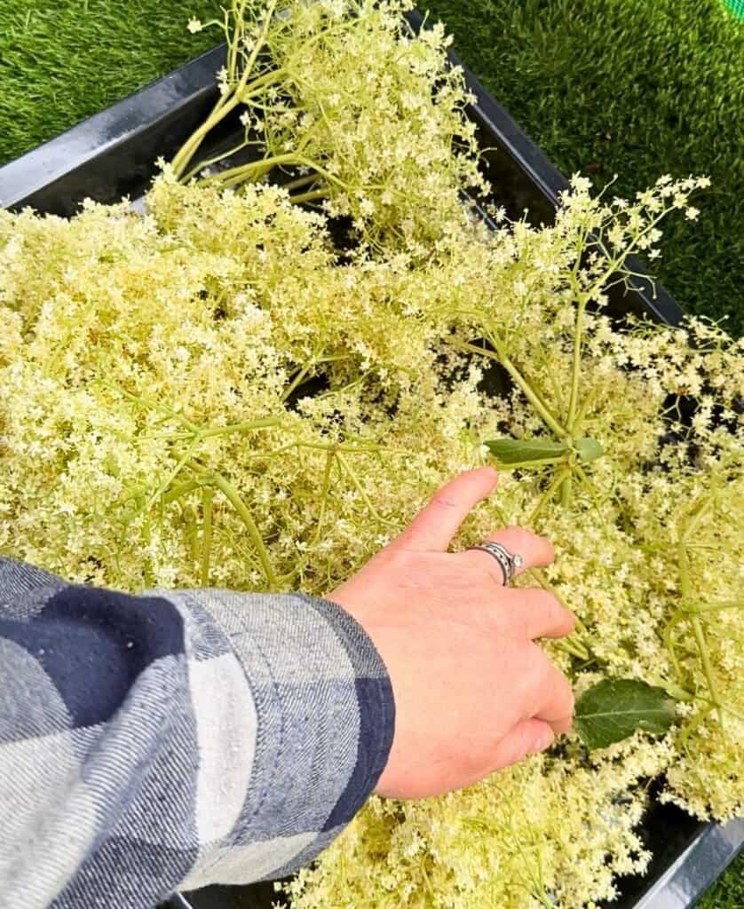 la plagne elderflower recipes. traditional French recipes