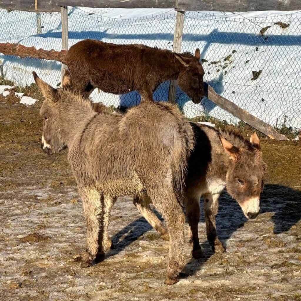 Forperet restaurant and farm, La Plagne