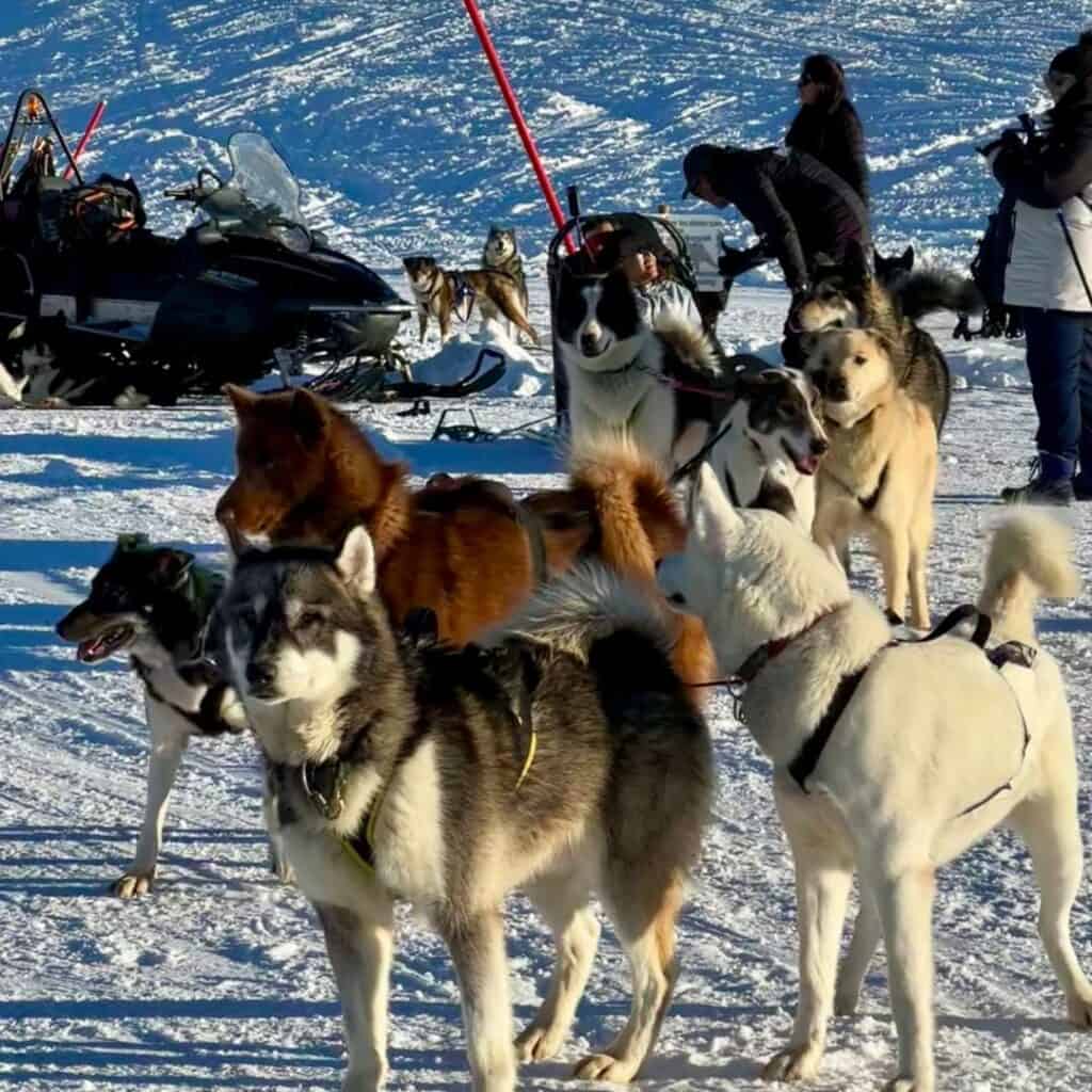 Close-up of a group of sled dogs, including huskies and other breeds, gathered and harnessed on the snow with people and snowmobiles in the background.