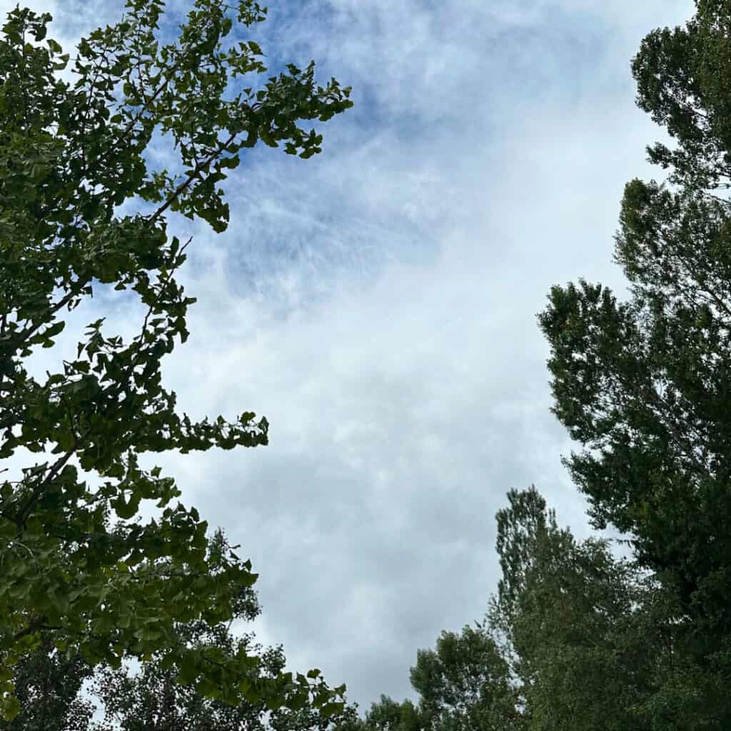 Cloudy sky over tall green trees in La Plagne, with thick patches of gray clouds suggesting incoming rain. The tops of the trees frame the sky, creating a moody, nature-filled atmosphere.
