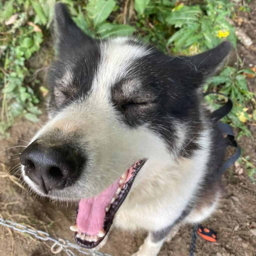 Close-up of a happy sled dog with its eyes closed and mouth open as if smiling. This husky, wearing a harness, enjoys a break during a cani rando La Plagne trail.