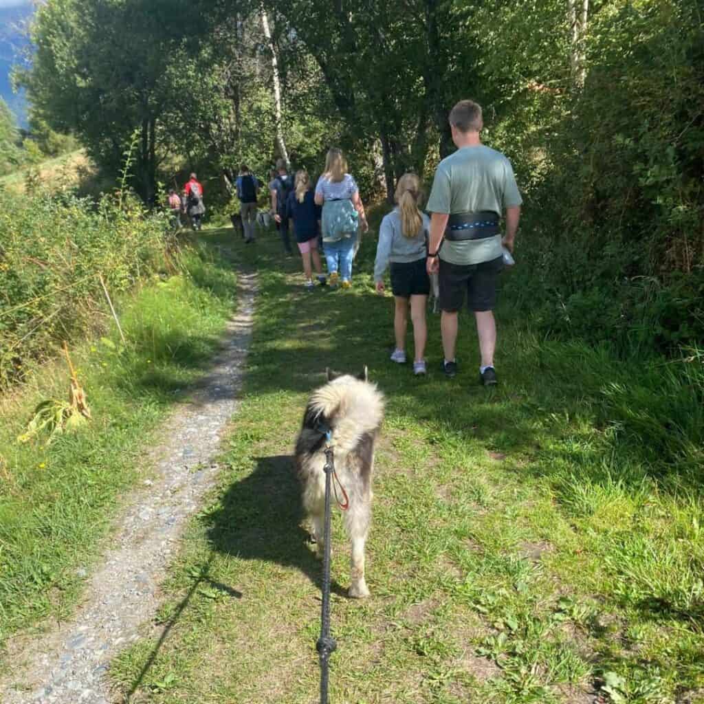 Group of hikers, including children, walk a forest trail followed by a leashed husky. Scenic summer trek through the trees on a cani rando La Plagne experience.