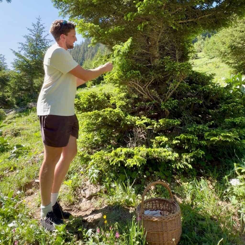 Guide collecting young fir shoots from a tree during a foraging workshop above Granier.