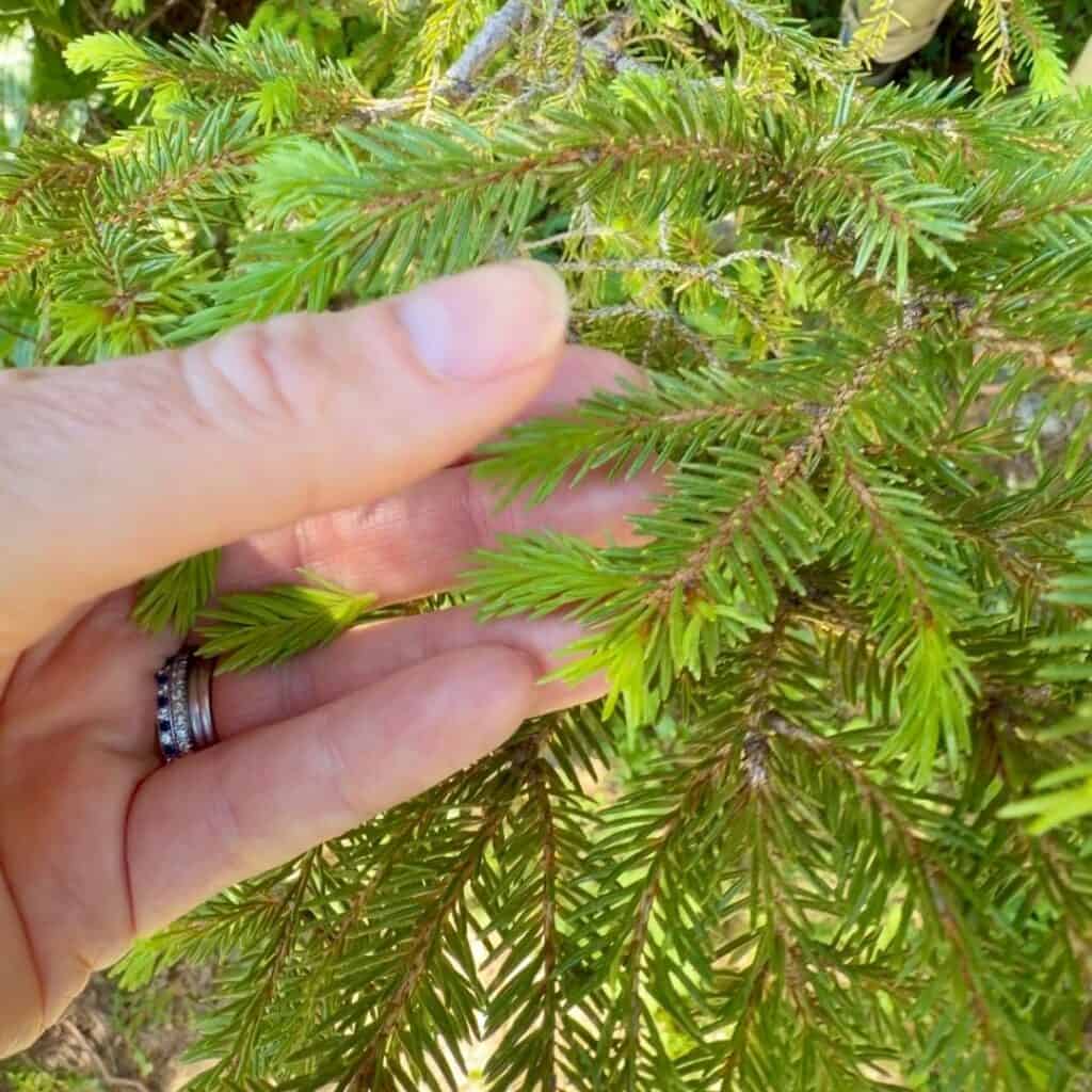 Fresh spring fir shoots growing on a tree, later used to make traditional Alpine liqueur.