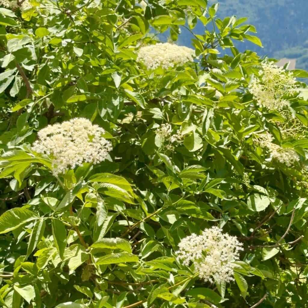 Elderflower blossoms growing in the mountains above Granier, one of the seasonal ingredients used by the distillery.
