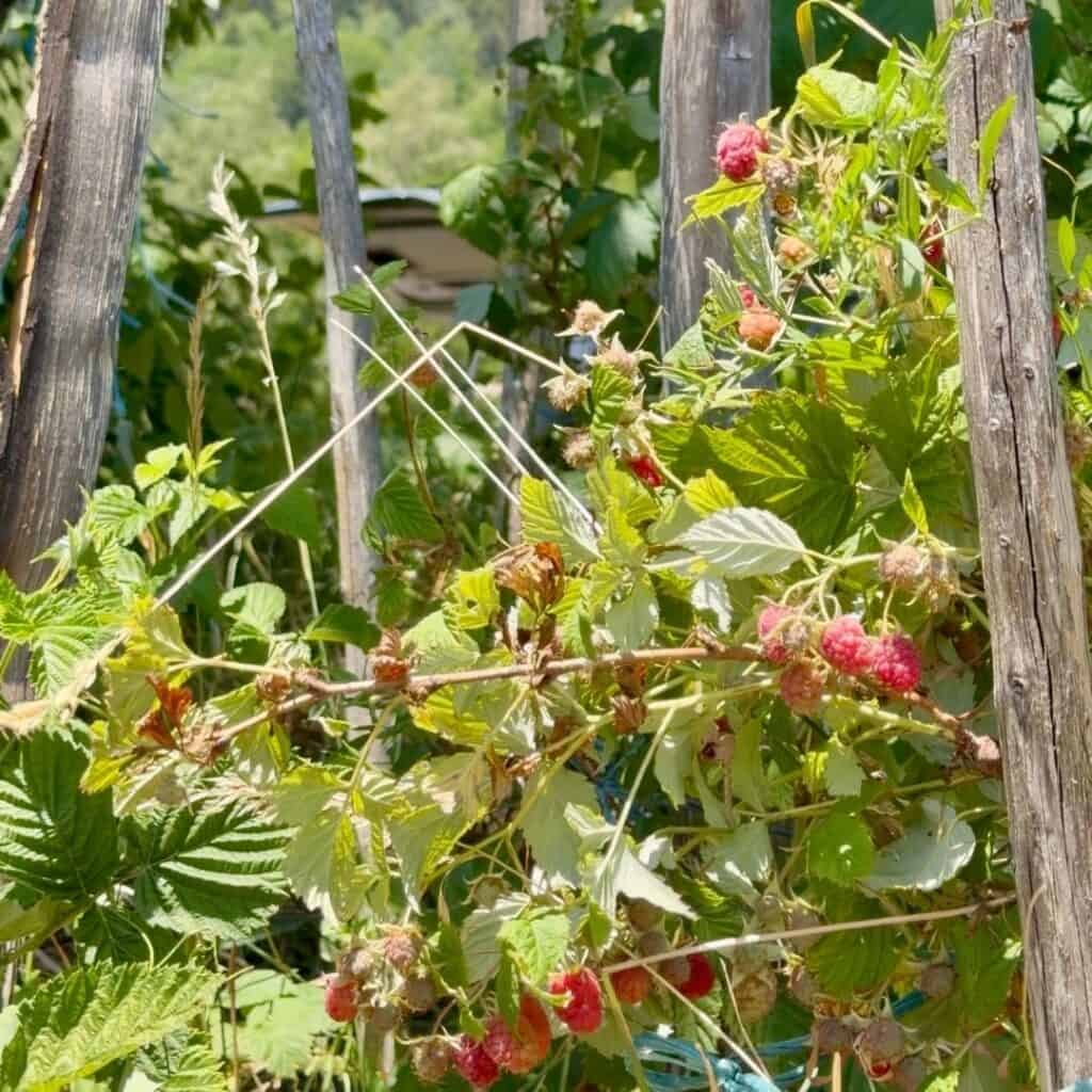 Raspberry plants growing in a mountain garden near Distillerie de Chantemouche.