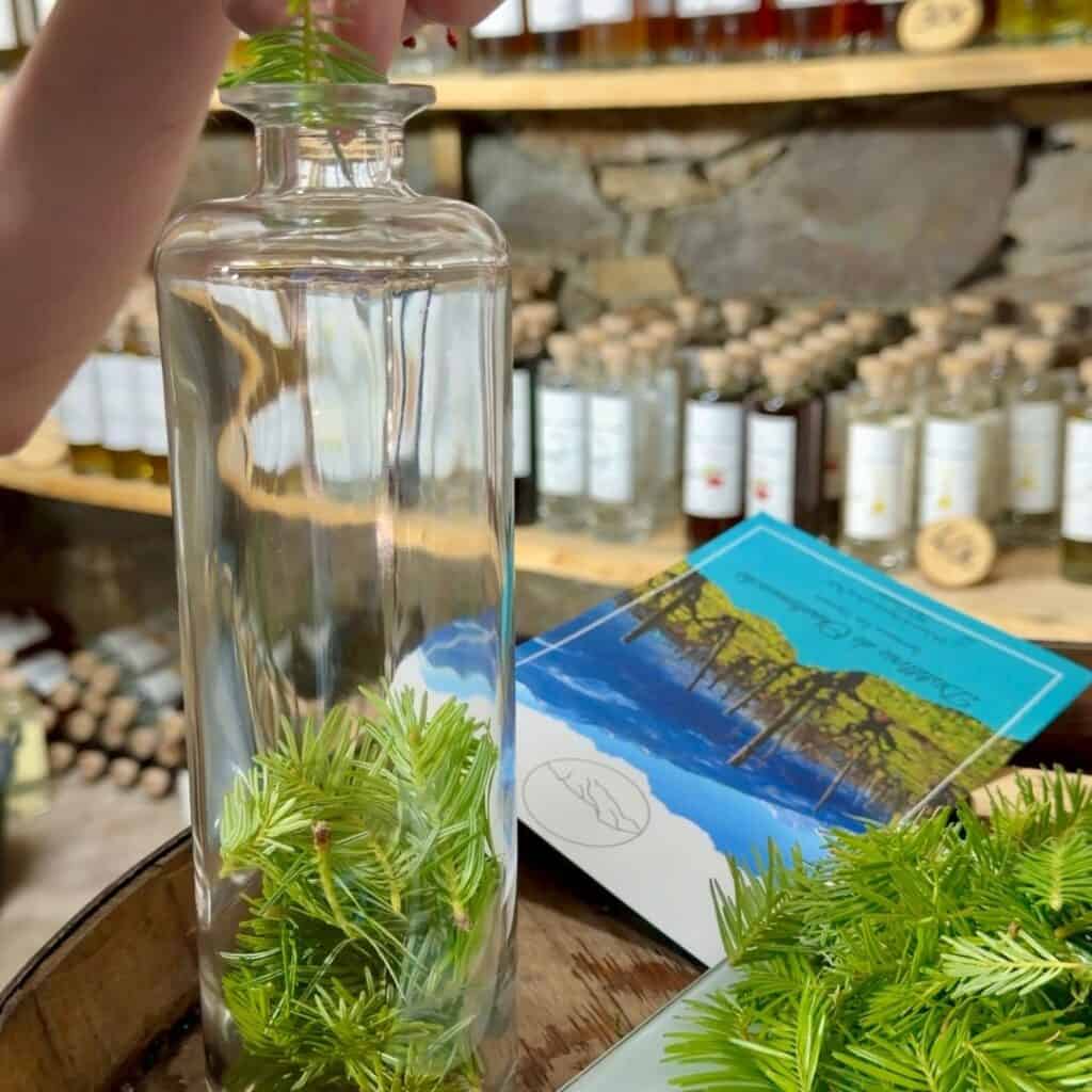 Freshly collected fir shoots being placed into a bottle during a liqueur-making workshop.